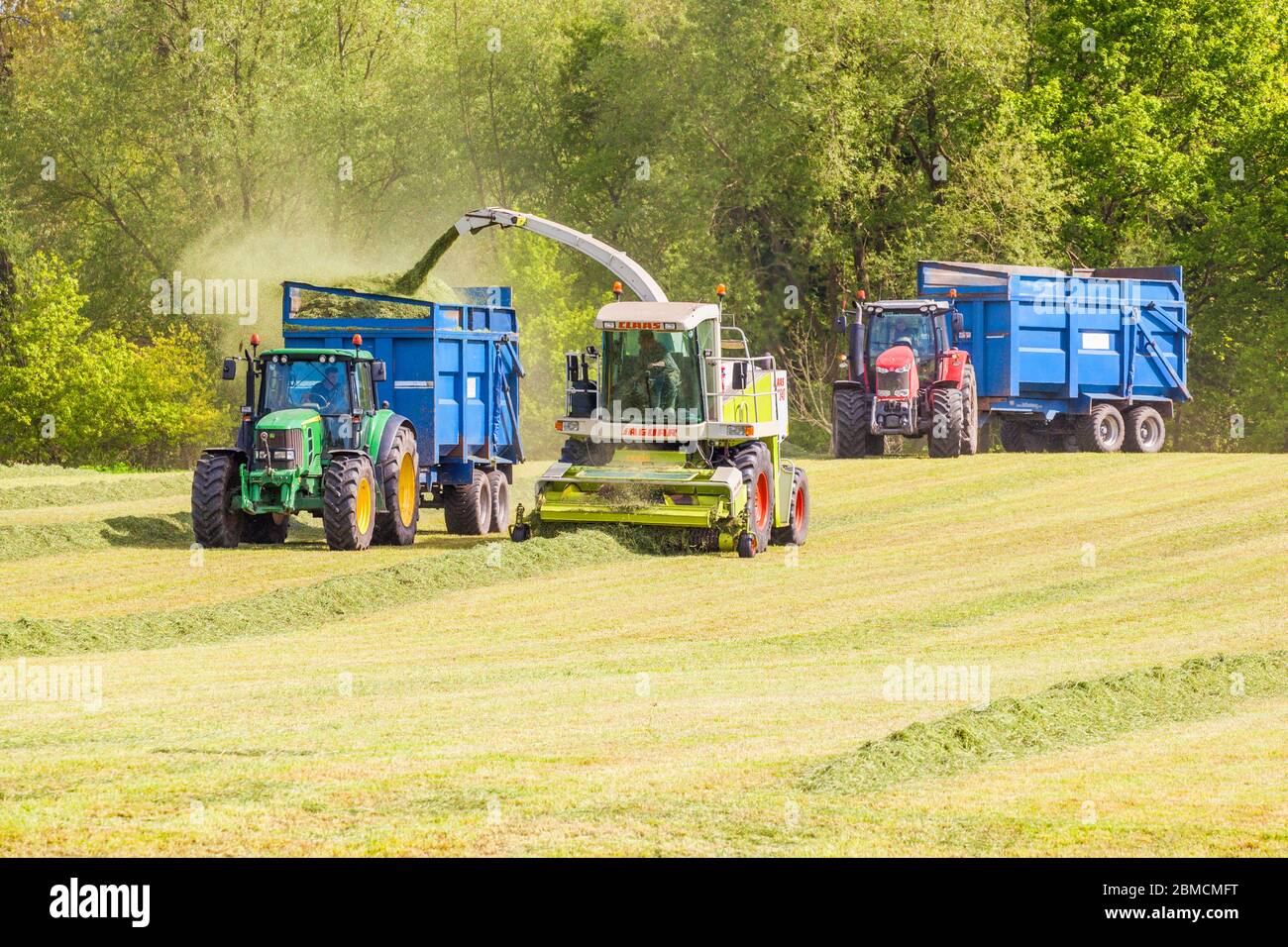 Landwirt sammelt Gras für Silage in der Cheshire Landschaft Ackerland fahren einen grünen John Deere Traktor und einen Claas Jaguar 840 Erntemaschine Stockfoto