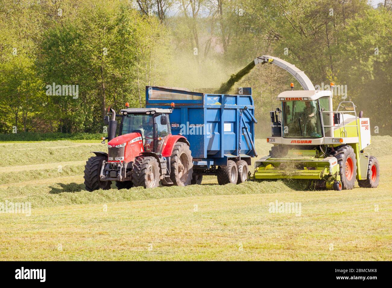 Landwirt, der Gras für Silage auf dem Landschaftspark von Cheshire sammelt, fährt einen roten Massey Ferguson 7624 Traktor und einen Claas Jaguar 840 Erntemaschinen Stockfoto