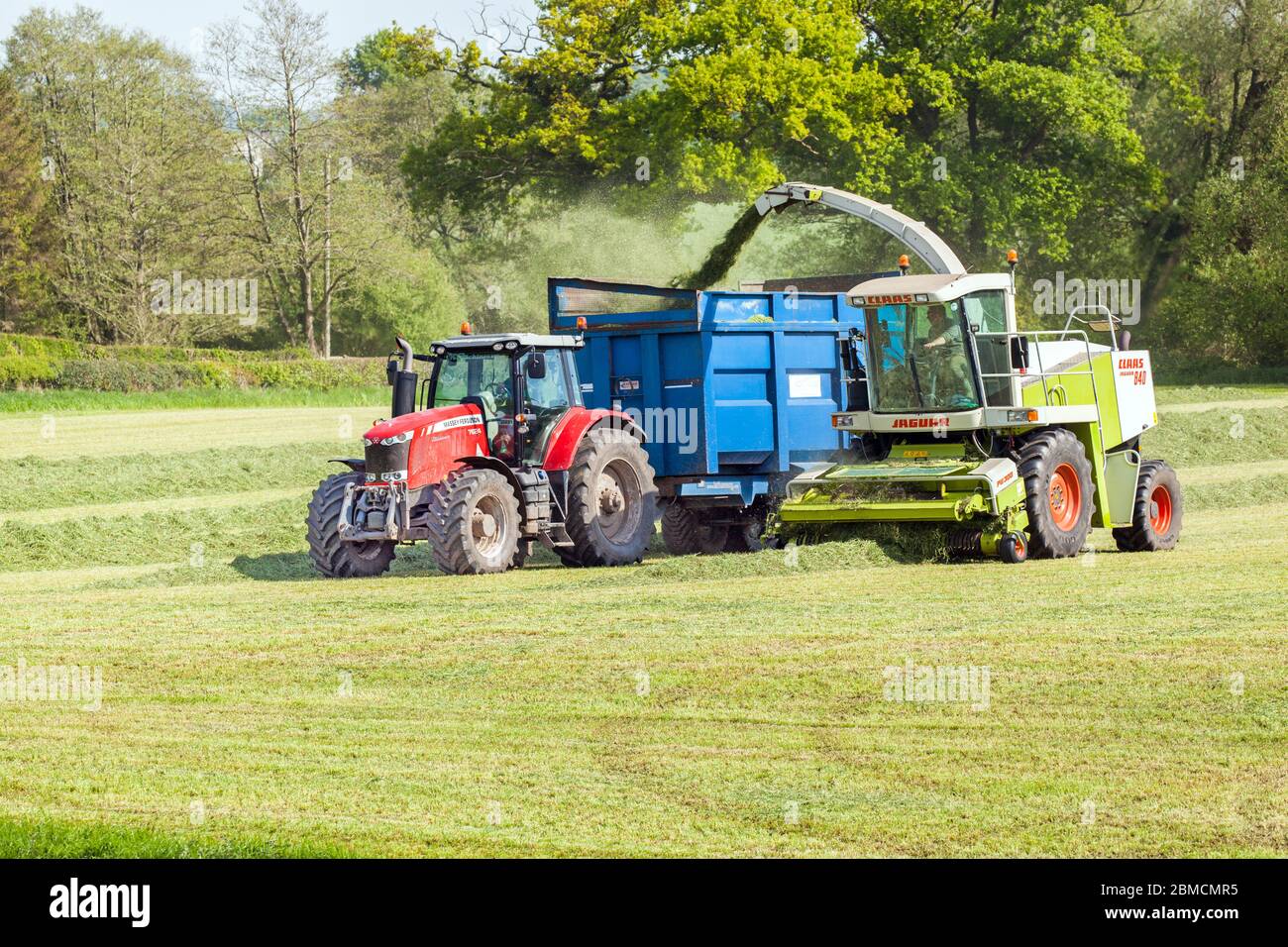 Landwirt, der Gras für Silage auf dem Landschaftspark von Cheshire sammelt, fährt einen roten Massey Ferguson 7624 Traktor und einen Claas Jaguar 840 Erntemaschinen Stockfoto
