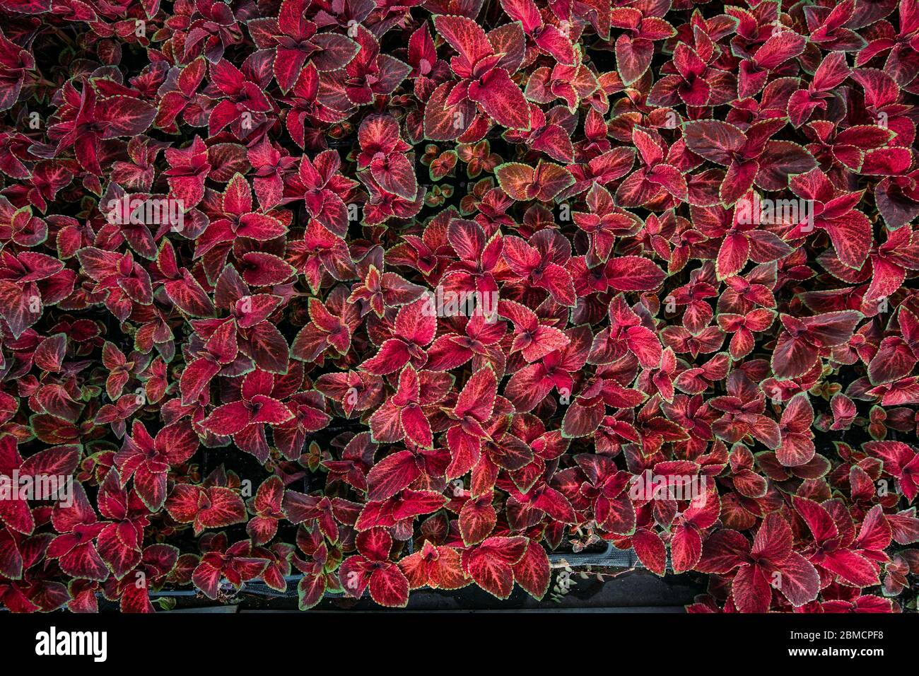 Pflanzen von Coleus blumei, Draufsicht. Coleus Laub Hintergrund Stockfoto