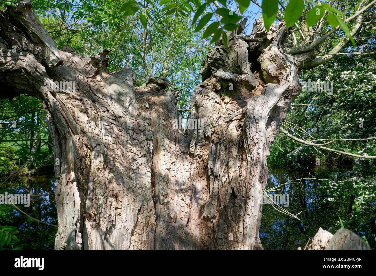 Toter Weidenbaum bei Groene Hart, Holland Stockfoto