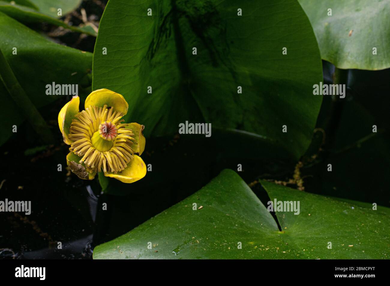 Grüne Blätter und gelbe Blume im Wasser schwimmend Stockfoto