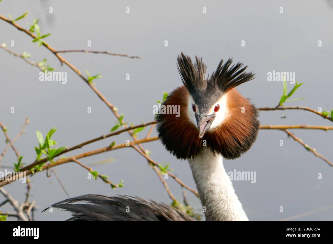 grebe beschützt ihr Nest in Groene Hart, Holland Stockfoto