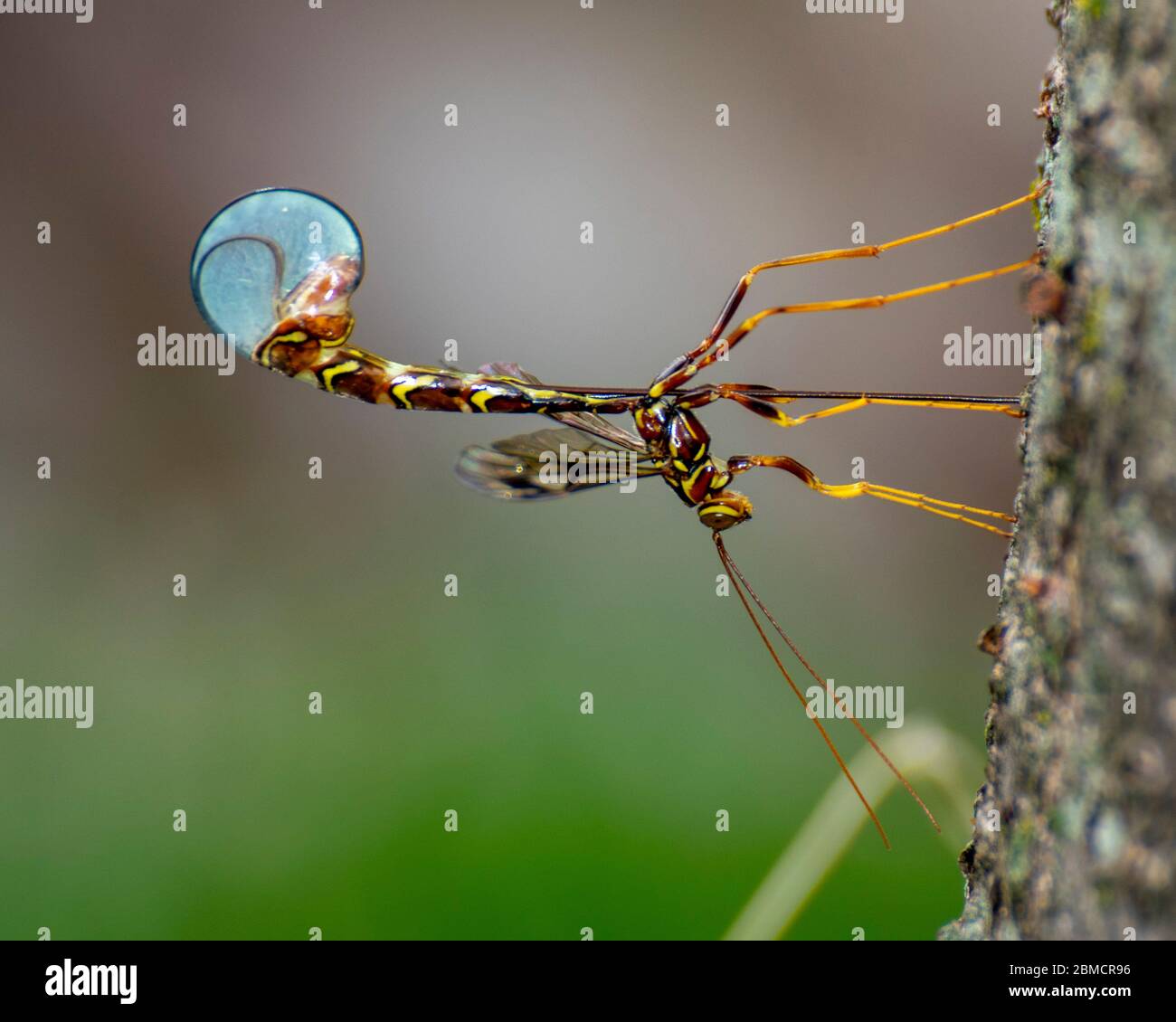 Langschwanz-Riesenwaspe Ichneumon auf dem Stamm eines Baumes. Stockfoto