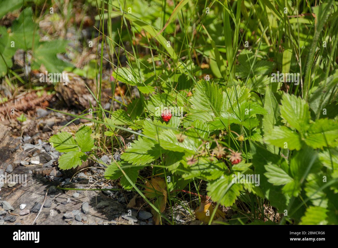 Reife rote Walderdbeeren neben einem Wanderweg. Schweizer Alpen in der Nähe des kleinen Kurorts Champery in der Schweiz. Nahaufnahme. Selektiver Fokus. Stockfoto