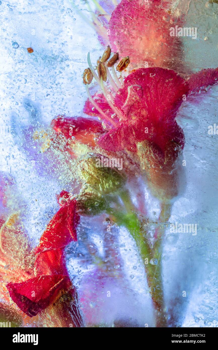 Gefrorene rosa Kastanienblüte - kreative florale Hintergrund Stockfoto