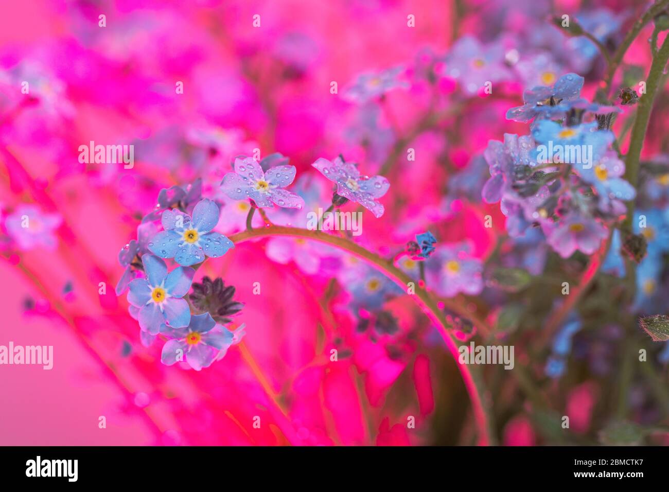 Vergissmeinnicht-Blüten in Wassertropfen vor lebhaftem rosa Hintergrund Stockfoto