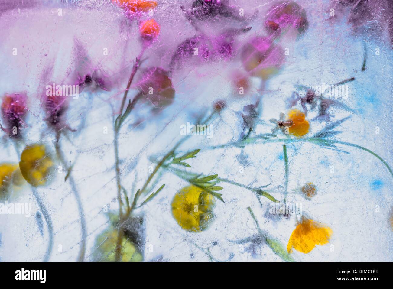 Gefrorene Mischung aus Wildblumen in Eisblock in lebendigen Tönen - kreative florale Hintergrund Stockfoto