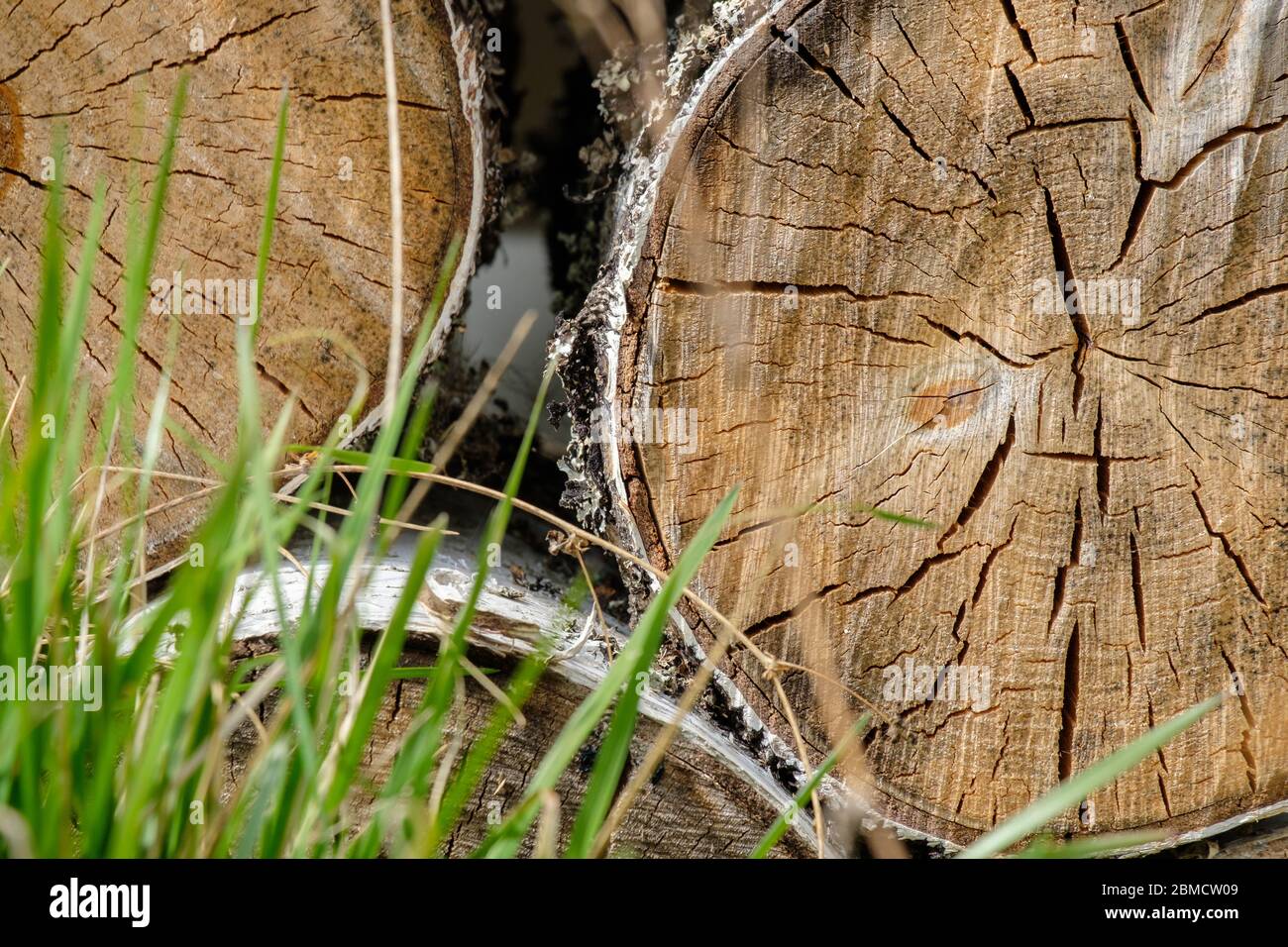 Blick auf die Enden der gesägten Birkenstämme, die sich übereinander hinter grünen Grashalmen liegen. Der Baum wird als Brennholz geerntet. Kontrast von totem Holz Stockfoto