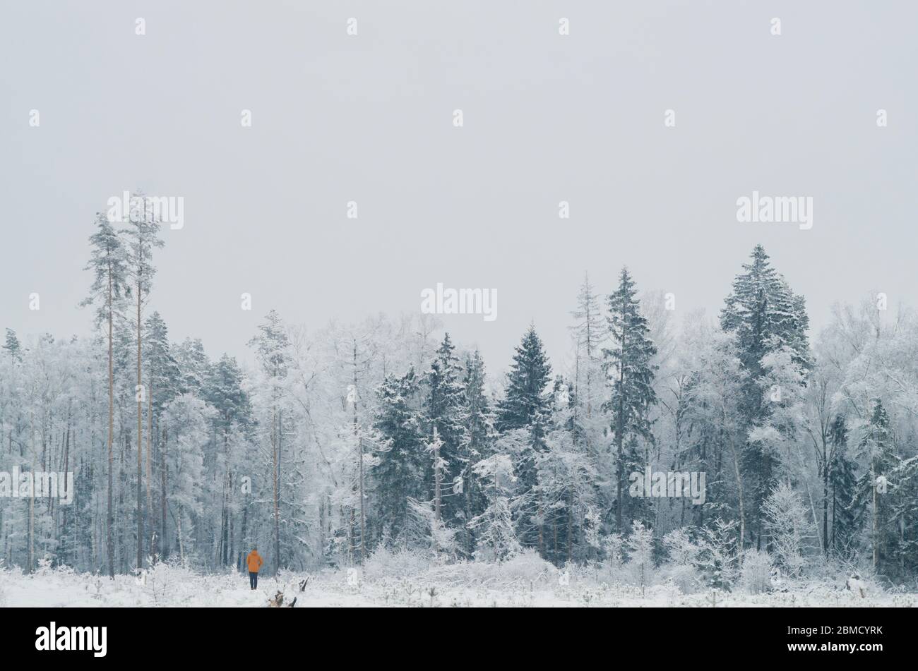 Person in orangefarbener Jacke, die an einem kalten und grauen Wintertag allein in einen verschneiten, stillen Wald wandert. Outdoor-Abenteuer. Ausfallsicherheit. Stockfoto