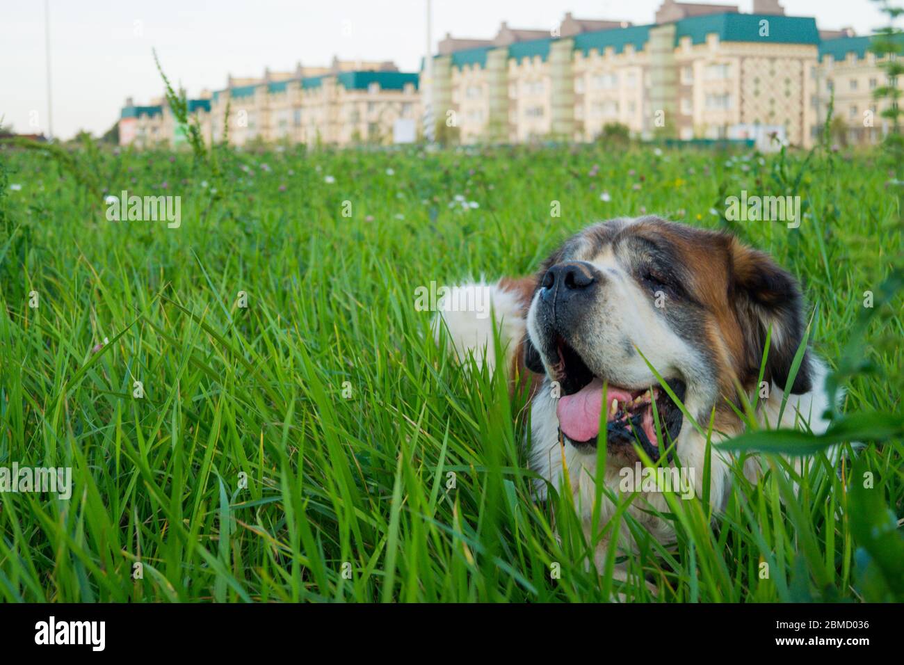 Old Saint Bernard Entspannen in üppigen Gras. Mit dem Alter Saint Bernards neigen dazu, Ausdauer und Gesundheit zu verlieren, lange Spaziergänge werden zunehmend ermüdend. Stockfoto