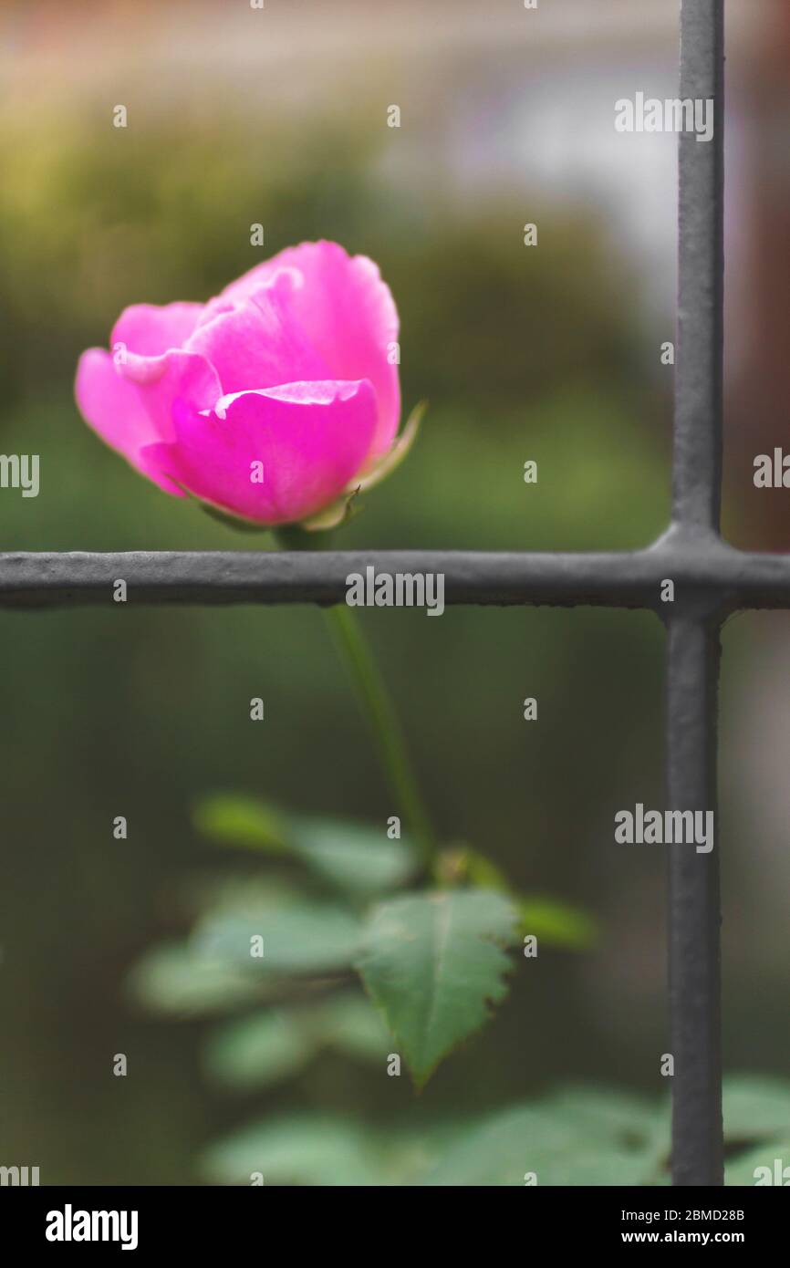 Schöne Blume hinter Gittern, die Natur, Schönheit, Wachstum, Erfolg, Freiheit und Flucht darstellt. Stockfoto