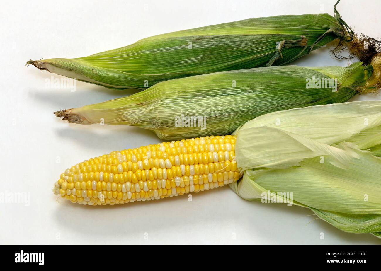Süßer Mais, von James D Coppinger/Dembinsky Photo Assoc Stockfoto
