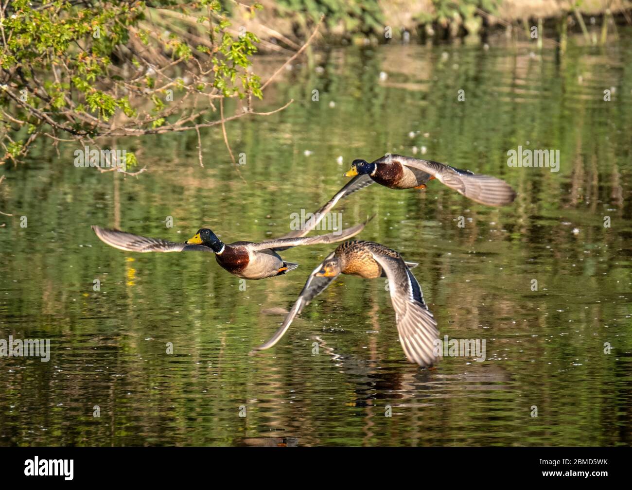 Männliche und weibliche Mallard Ducks (Anas platyrhynchos) im Flug, River Weaver, Cheshire, England, Großbritannien Stockfoto