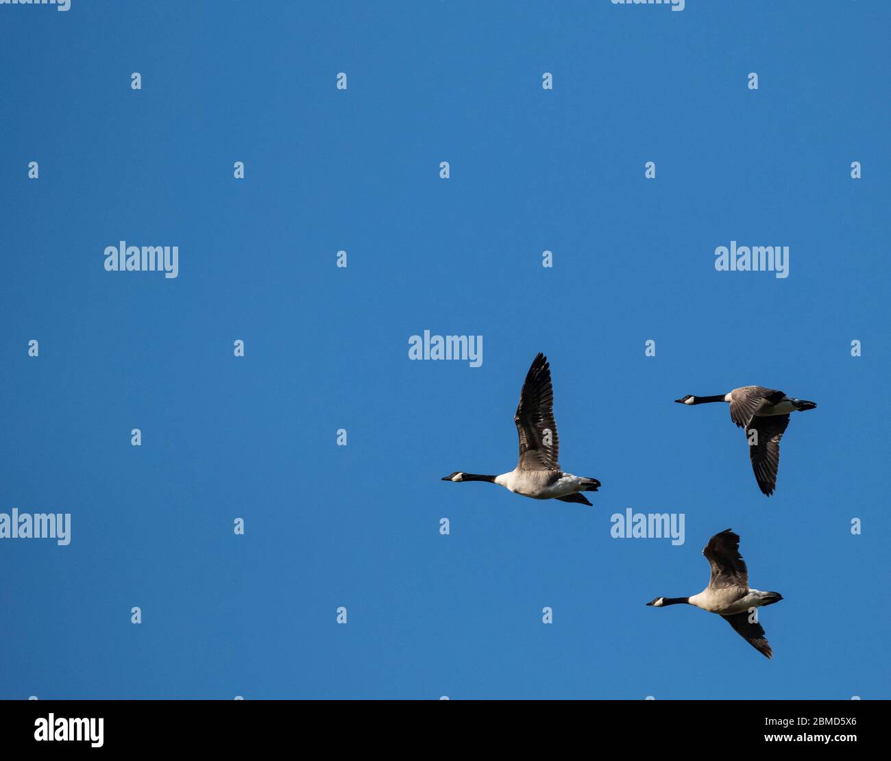 Kanadagänse (Branta canadensis) im Flug, Cheshire, England, Großbritannien Stockfoto