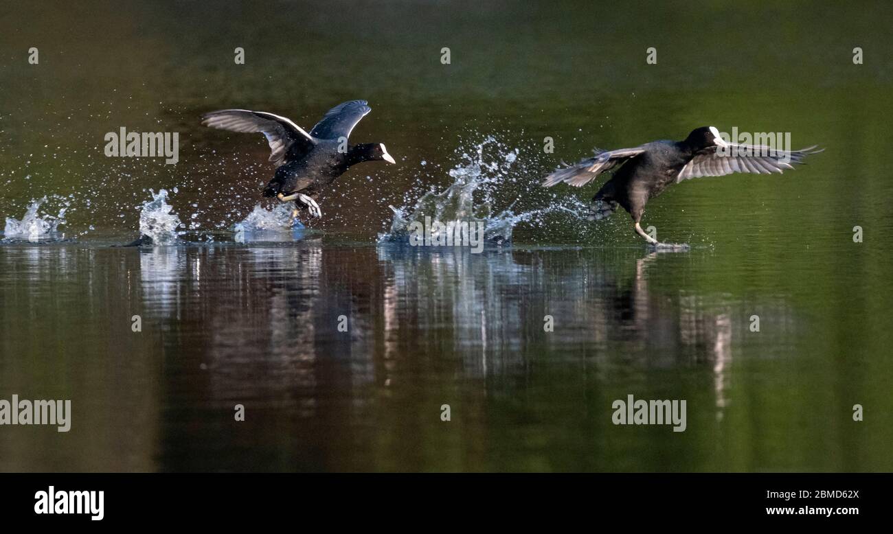 Coots (Fulica atra), die über das Wasser laufen und kämpfen, Cheshire, England, Großbritannien Stockfoto
