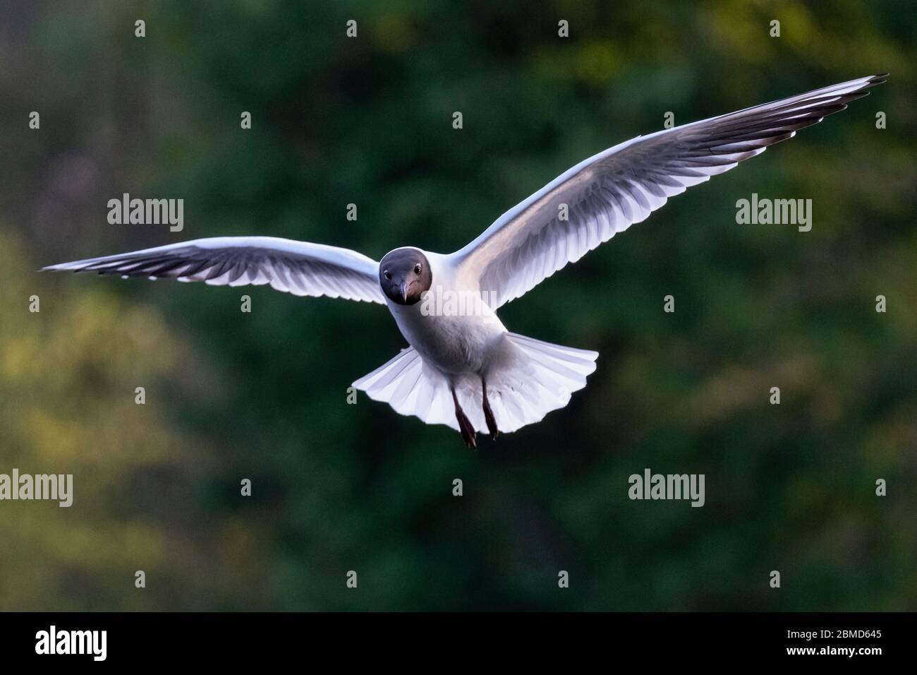 Schwarzkopfmöwe (Chroicocephalus ridibundus) im Sommergefieder im Flug, Cheshire, England, Großbritannien Stockfoto