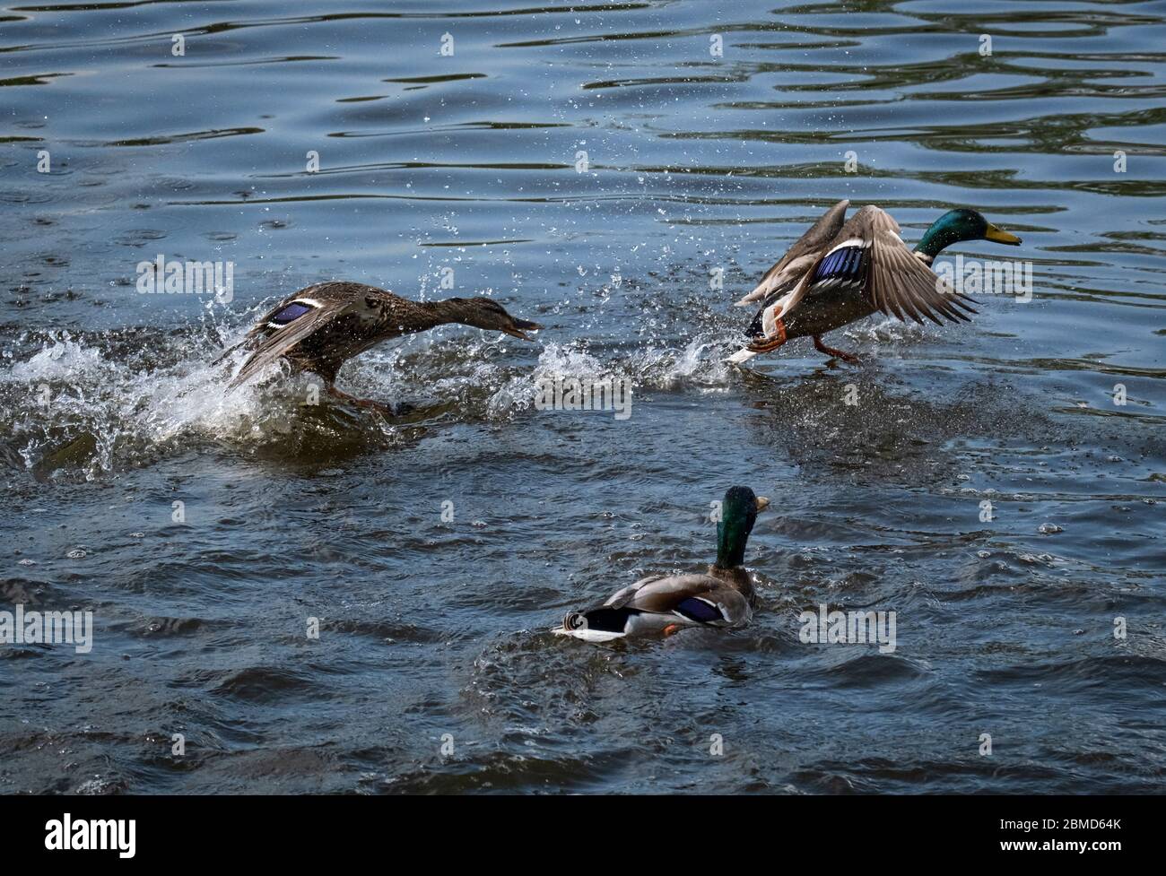 Weiblicher Mallard (Anas platyrhynchos), der rivalisierende männliche Mallard auf dem River Weaver, Cheshire, England, Großbritannien, abjagt Stockfoto