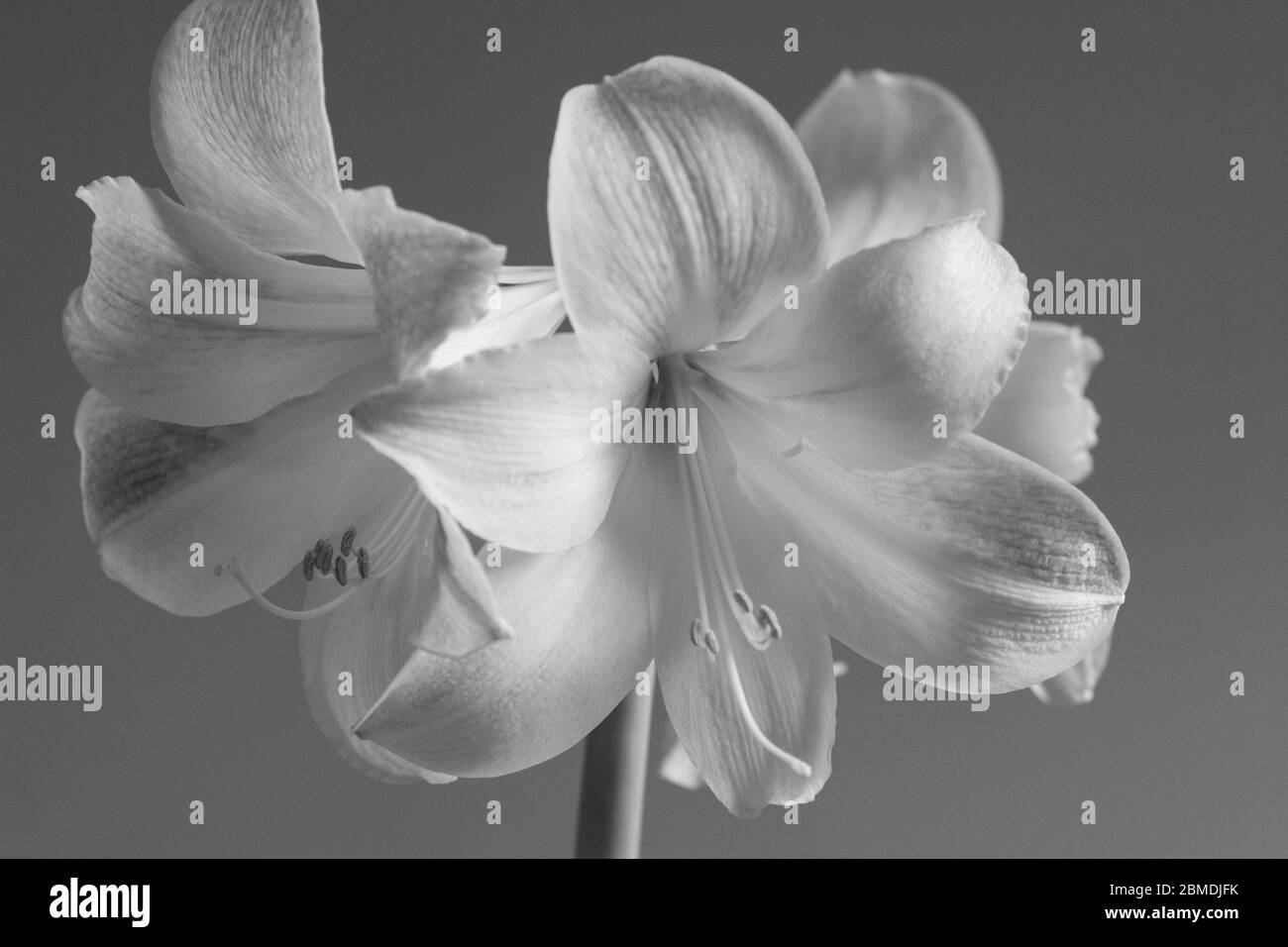 Volle Blüte Amaryllis Stockfoto