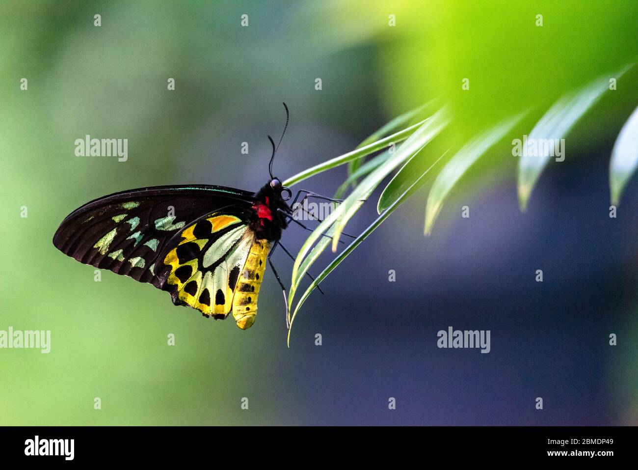 Die lebendige Schönheit des Vogelflügels Schmetterling von Cairns Stockfoto