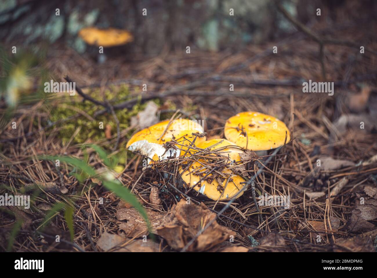 Gelbe Russula Pilze im Wald bedeckt mit Moos und Blättern. Makroaufnahme mit selektivem Fokus und flachem Freiheitsgrad Stockfoto