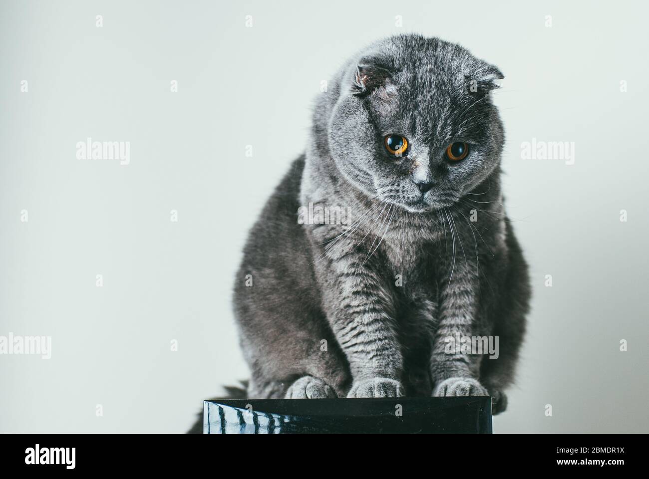 Schottische Falte graue Katze mit orangen Augen sitzt allein auf Akustischen Lautsprecher und gelangweilt. Bleiben Sie zu Hause Coronavirus Quarantänekonzept Stockfoto