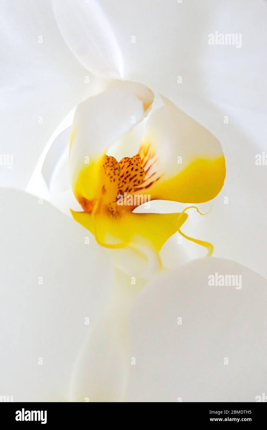 Weiße Phalaenopsis Orchideen blühen Stockfoto