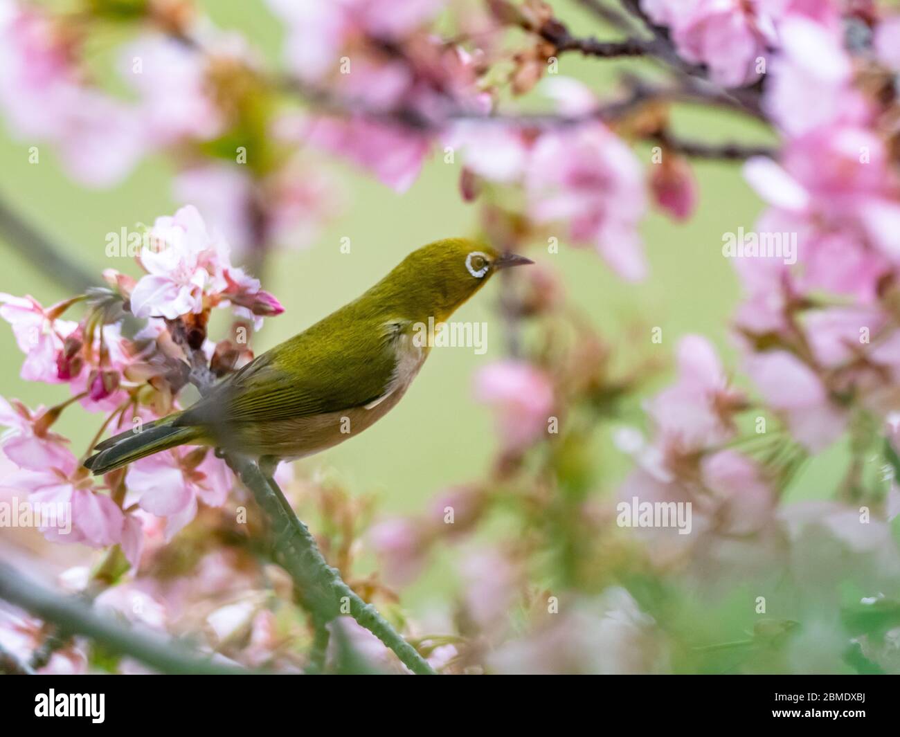 Ein japanisches weißes Auge, auch ein warbling weißes Auge oder Berg weißes Auge, Zosterops japonicus genannt, steht zwischen den Pflaumenblüten des frühen Frühlings Stockfoto