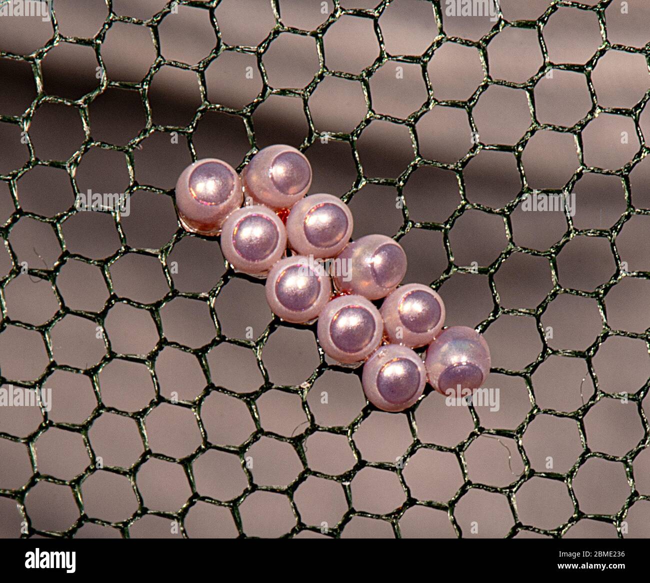 Nahaufnahme einer Reihe von Eiern, die von einem Schildbug (Poecilometis darwini), Northern Territory, NT, Australien gelegt wurden Stockfoto