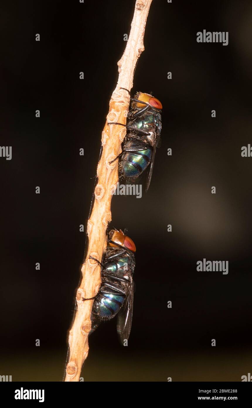 Steelblue Bluebottle Blowfly (Chrysomya saffranea) Roosting, Northern Territory, NT, Australien Stockfoto