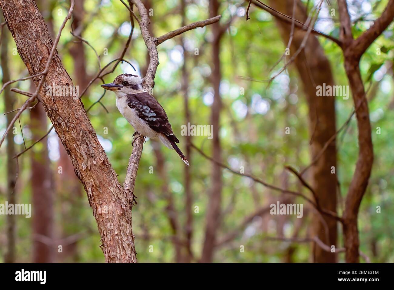 Ein Kookaburra, der auf einem Ast in seiner natürlichen Buschland-Umgebung sitzt Stockfoto