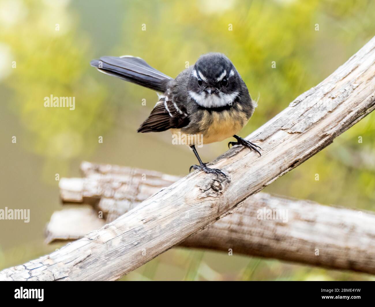 Grauer Fantail (Rhipidura albiscapa). Beide Geschlechter sind im Aussehen ähnlich: Gefieder ist oben grau, weiße Augenbraue, Kehle und Schwanzränder. Stockfoto