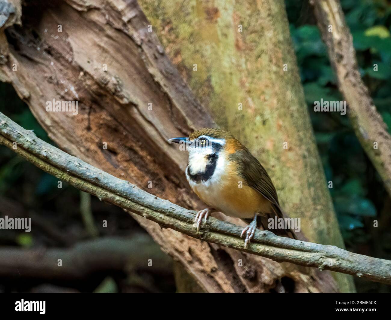 Die kleine Halsschlacht (Garrulax monileger) ist ein mittelgroßer brauner Vogel mit rostigen Highlights am Hals und an den Flanken. Stockfoto