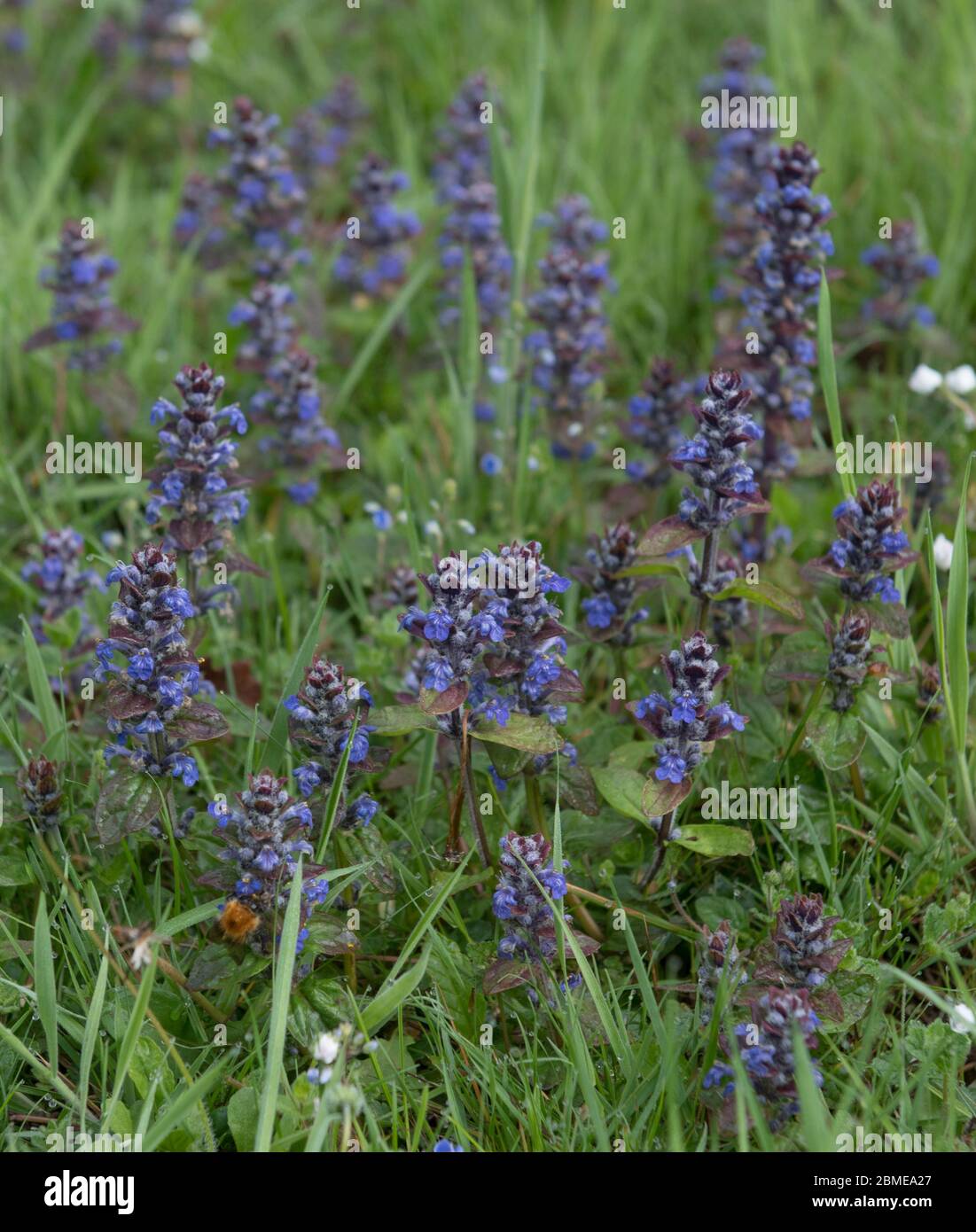 Frühling blühend Perennial Purple Common Bugle Herb Wild Flower (Ajuga reptans) wächst in Grassland im ländlichen Devon, England, Großbritannien Stockfoto
