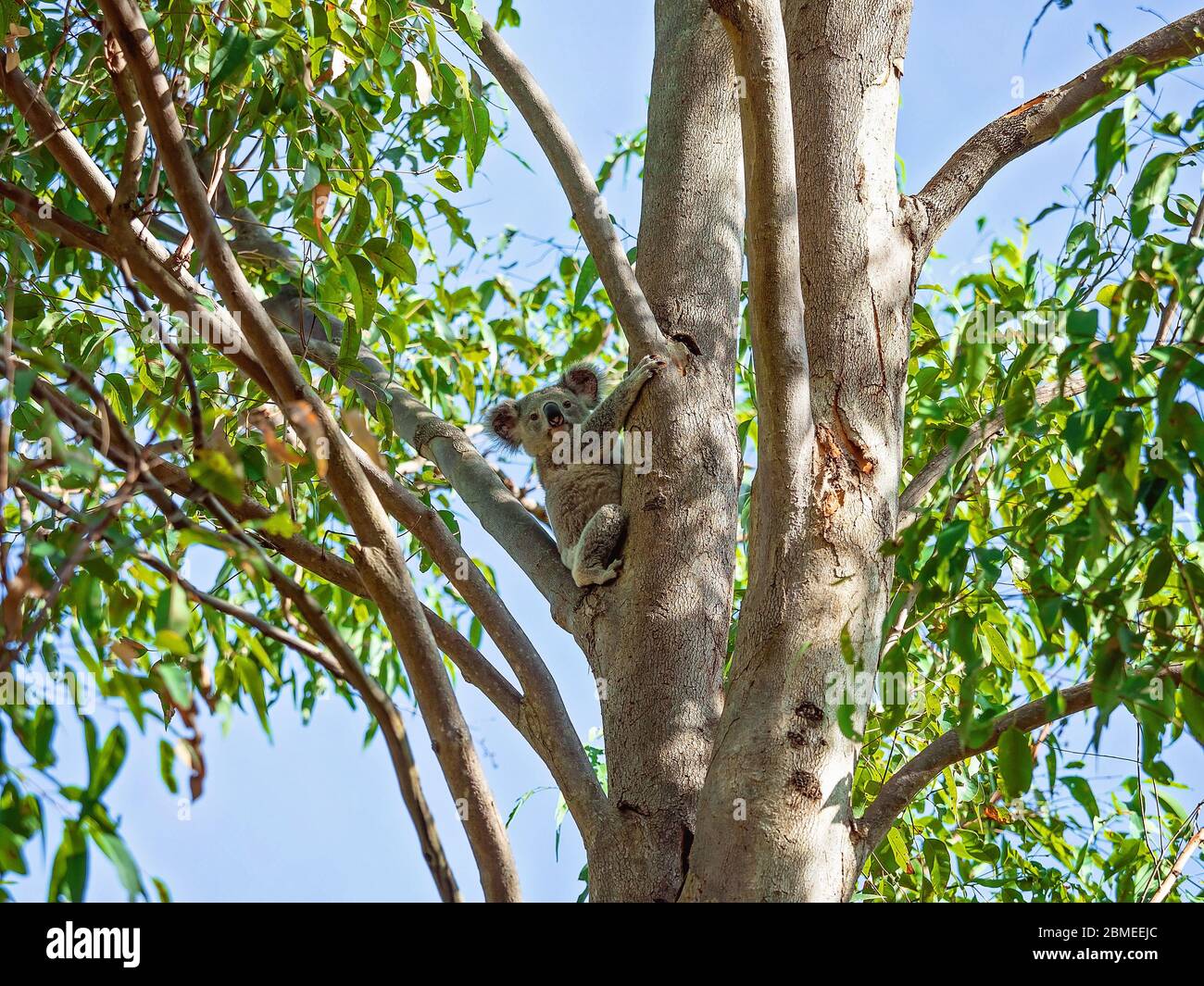 Ein australischer Koala, der auf einem Ast eines Baumes in seiner heimischen Umgebung, dem Eukalyptuswald, sitzt Stockfoto