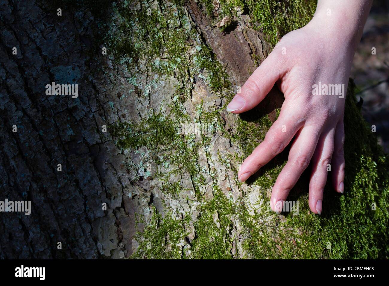 Die Hände von Frauen umarmen einen Baum. Instagram-Effekt. Stockfoto