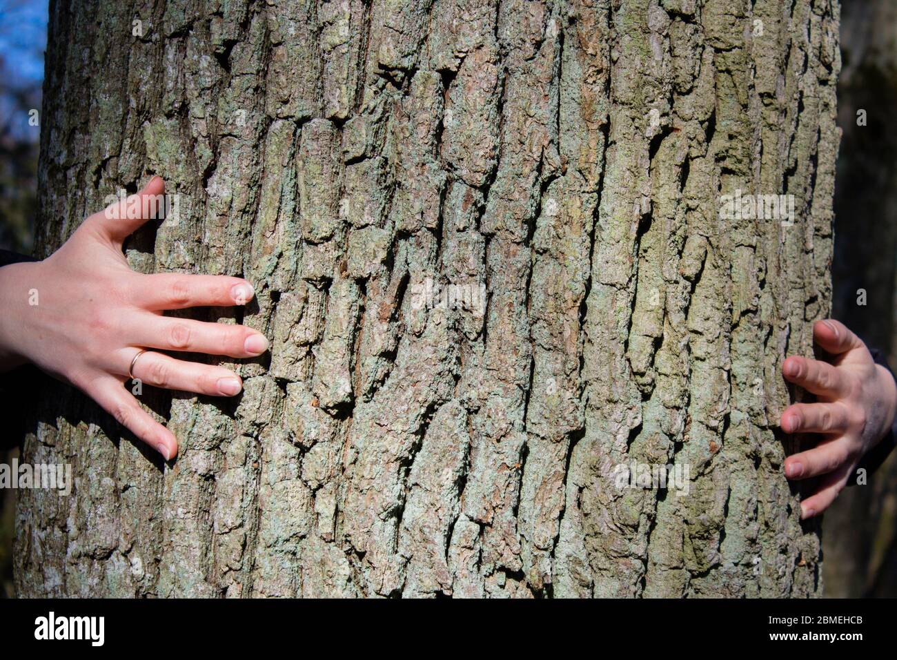 Die Hände von Frauen umarmen einen Baum. Instagram-Effekt. Stockfoto