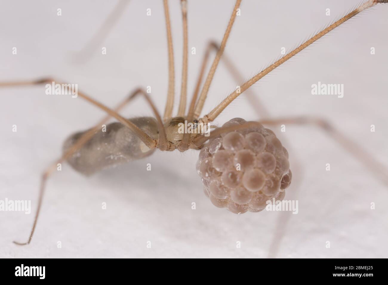 Ein Beispiel für eine weibliche Daddy-Long-Legs-Spinne, Pholcus phalangioides, die ihren Eiersack trägt, bis die Eier schlüpfen. North Dorset England GB Stockfoto