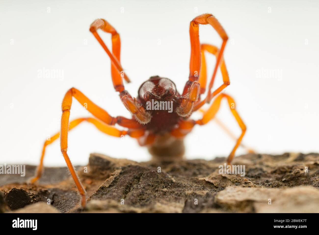 Ein Beispiel für Dysdera crocata, auch bekannt als eine Holzlausspinne, aufgrund ihrer Gewohnheit, sich auf Holzläuse zu ernähren. Vor der Veröffentlichung in einem Studio fotografiert. Auch Nicht Stockfoto