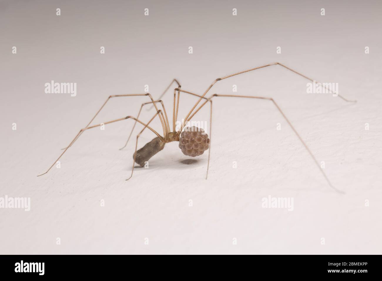 Ein Beispiel für eine weibliche Daddy-Long-Legs-Spinne, Pholcus phalangioides, die ihren Eiersack trägt, bis die Eier schlüpfen. North Dorset England GB Stockfoto