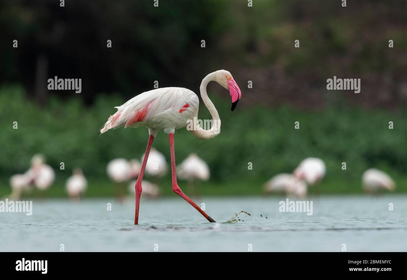 Flamingo mit Wasserspritzern in Gujarat, Indien. Diese sind Zustandsvogel von Gujarat und gefunden das ganze Jahr an den meisten der Wasserkörper. Dieses war es Stockfoto