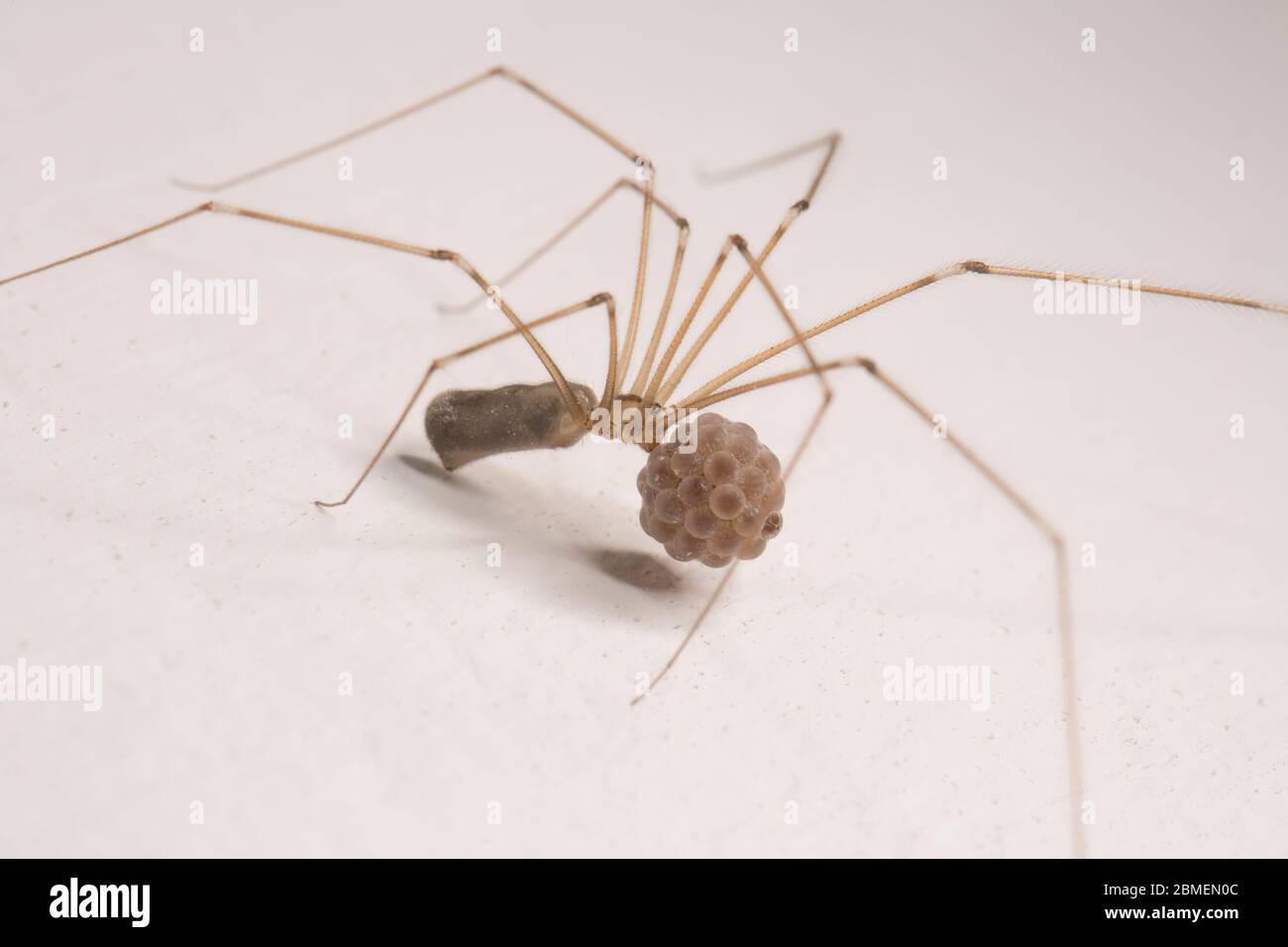 Ein Beispiel für eine weibliche Daddy-Long-Legs-Spinne, Pholcus phalangioides, die ihren Eiersack trägt, bis die Eier schlüpfen. North Dorset England GB Stockfoto