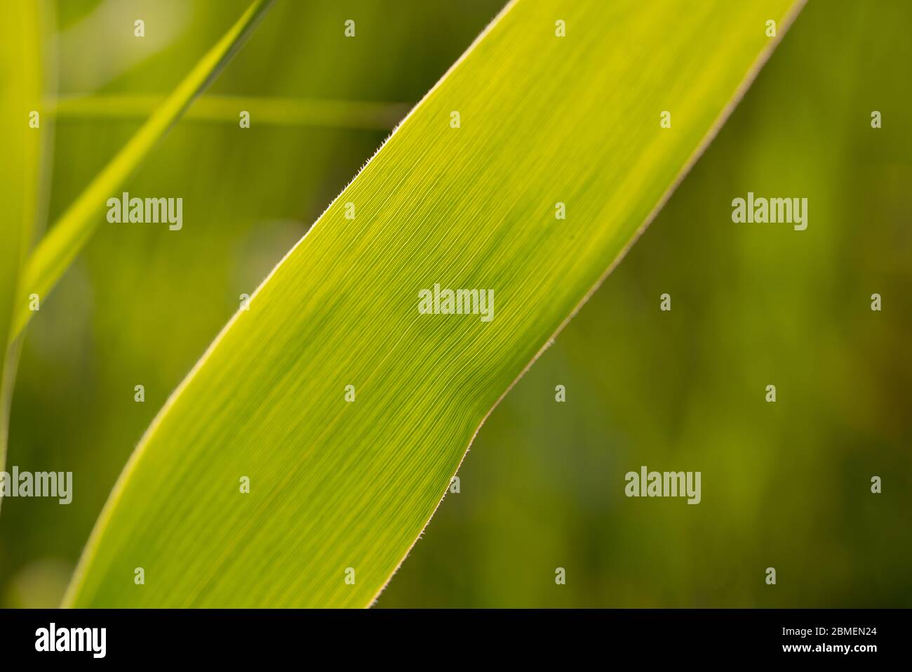 Nahaufnahme der grünen Blätter auf der Pflanze Stockfoto