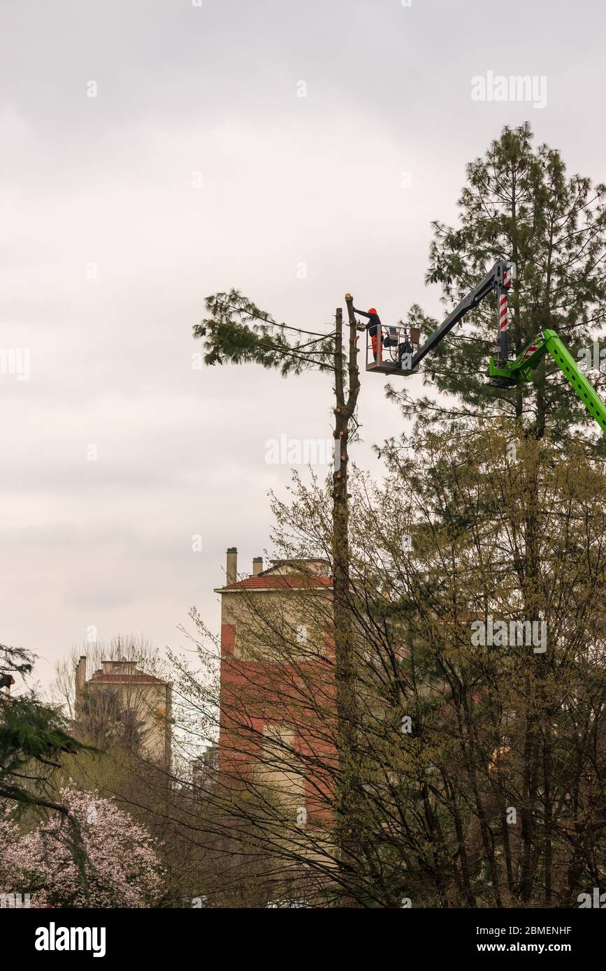 Arbeiter mit Kettensäge beschneiden Bäume, ein Mann in großer Höhe auf Lift mit Gelenkarm und Käfig schneidet die Zweige eines großen Baumes, maintena Stockfoto