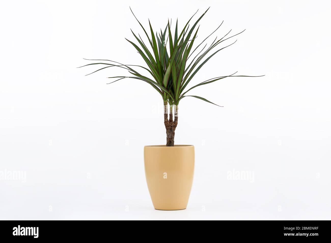 cowboy kaktus Euphorbia ingens (Cowboy Cactus)