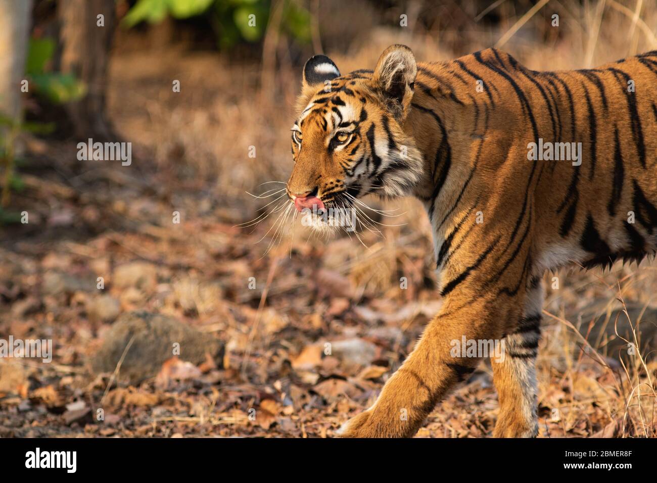 Ein königlicher bengalischer Tiger, der seine Zunge leckt Stockfoto