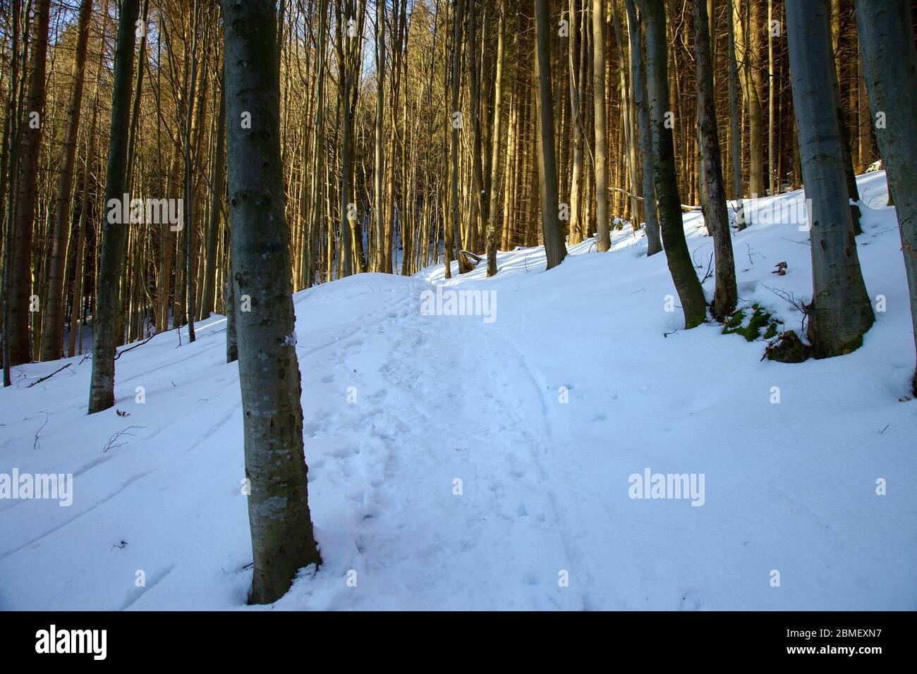 Touristenpfad in den Wäldern während der Wintersaison, Slowakei Stockfoto