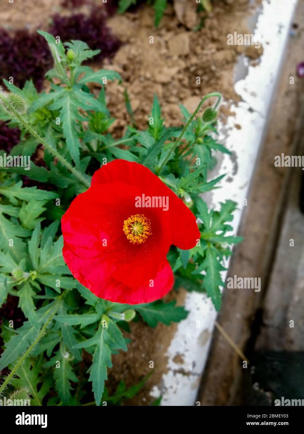 Rote Blume Nahaufnahme mit grünen Blättern Hintergrund Stockfoto