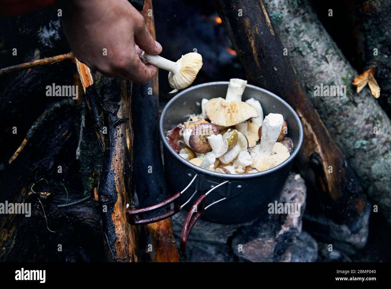 Pilze im Topf in der Nähe von Feuer im Wald Stockfoto
