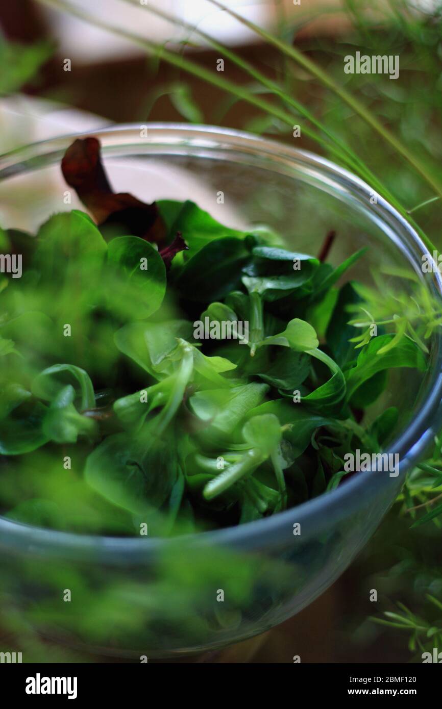 Frischer grüner Salat mit Brunnenkresse und frischen Kräutern in einer Glasschüssel, mehr Grün rundum Stockfoto